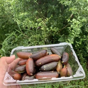 柠檬苗奥州手指柠檬苗嫁接苗成品苗营养袋苗
