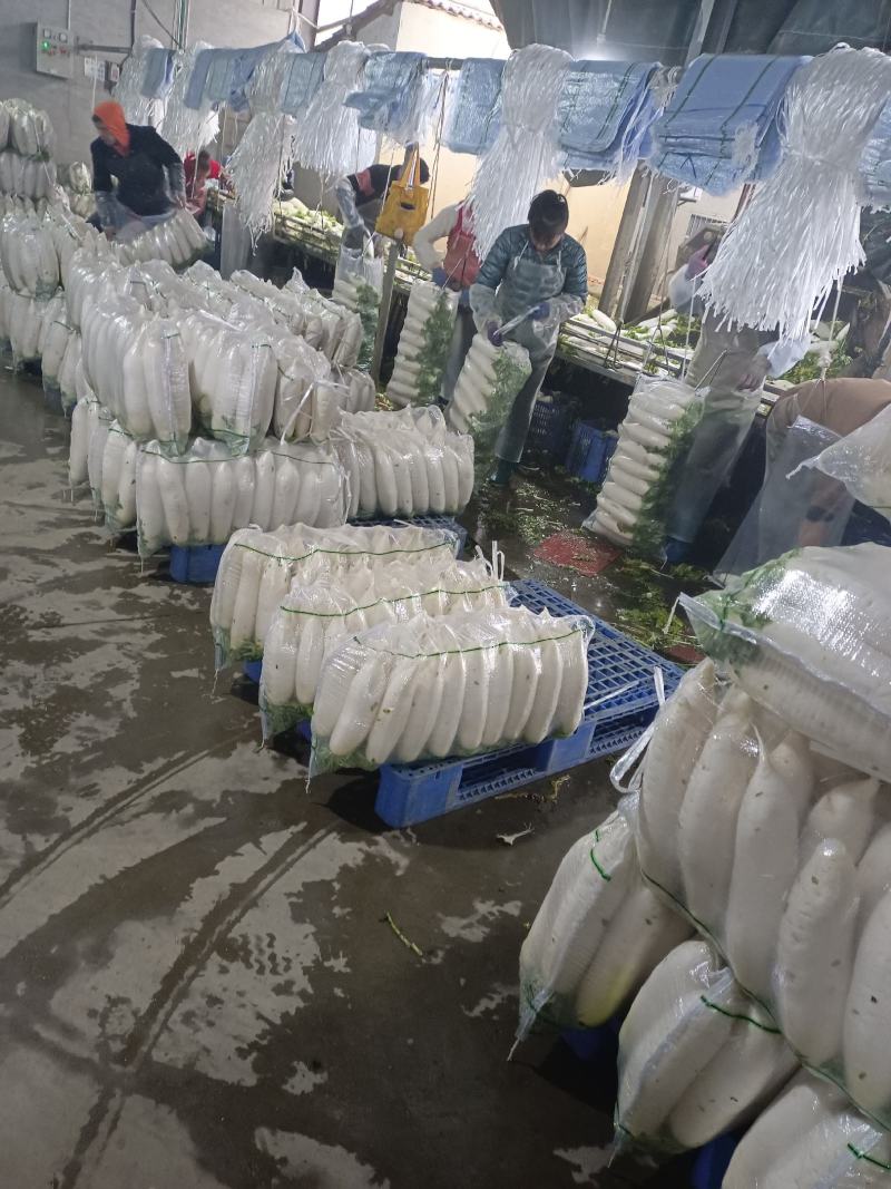 白萝卜象牙白大量有货质量好可水洗精包装，