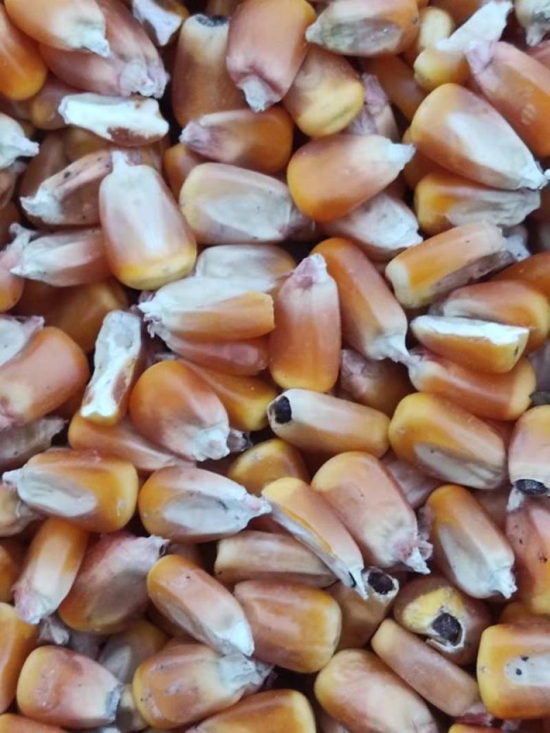 干玉米，50万斤，一等粮