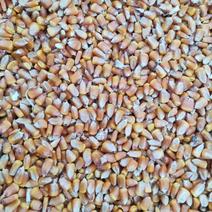 干玉米，50万斤，一等粮