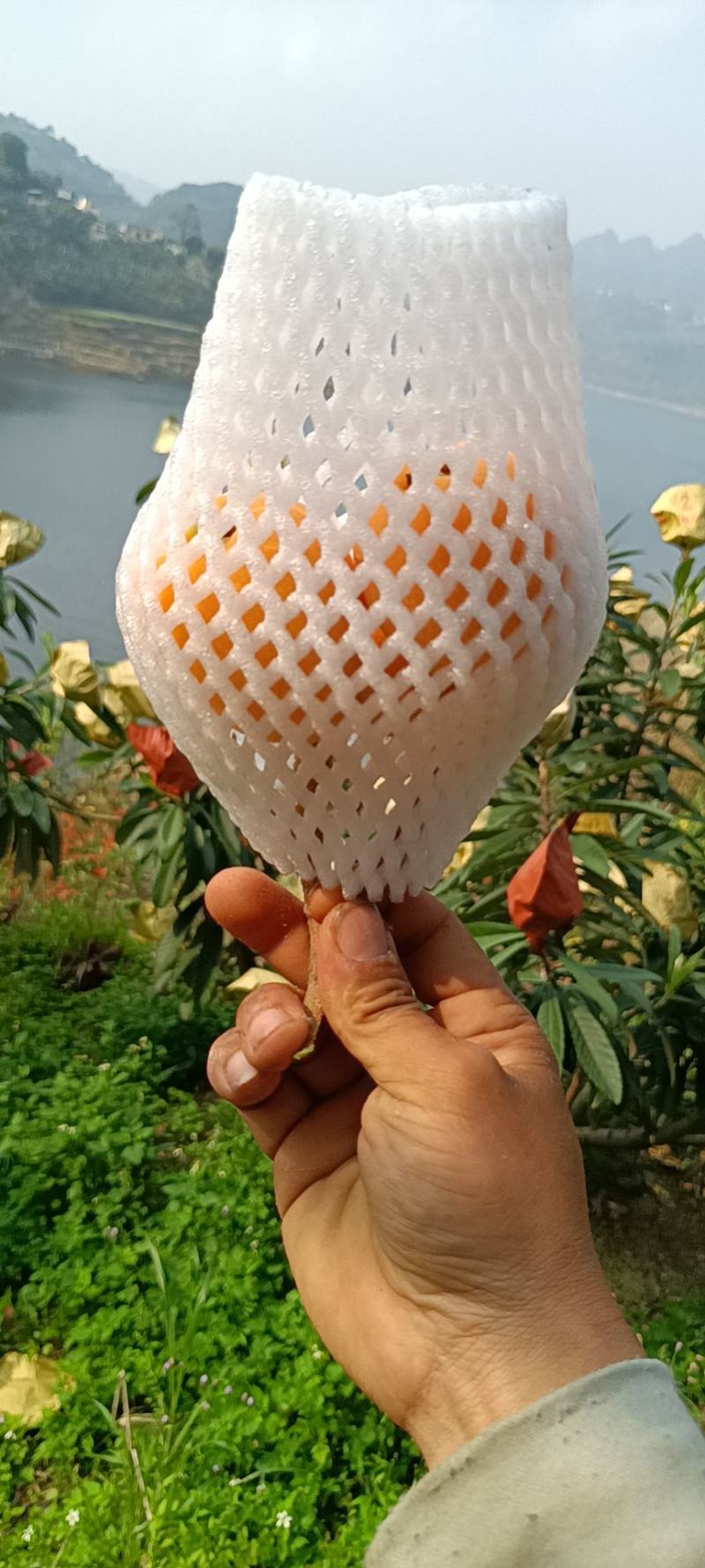 枇杷