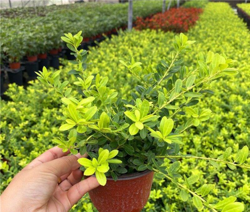金宝石冬青花园庭院别墅园林绿化工程苗木四季常绿彩色观叶花