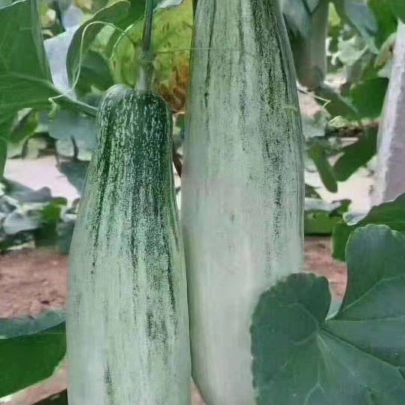 潍坊甜瓜晓蜜25甜瓜瓜形圆润货量大甜度高皮薄肉厚口感脆甜