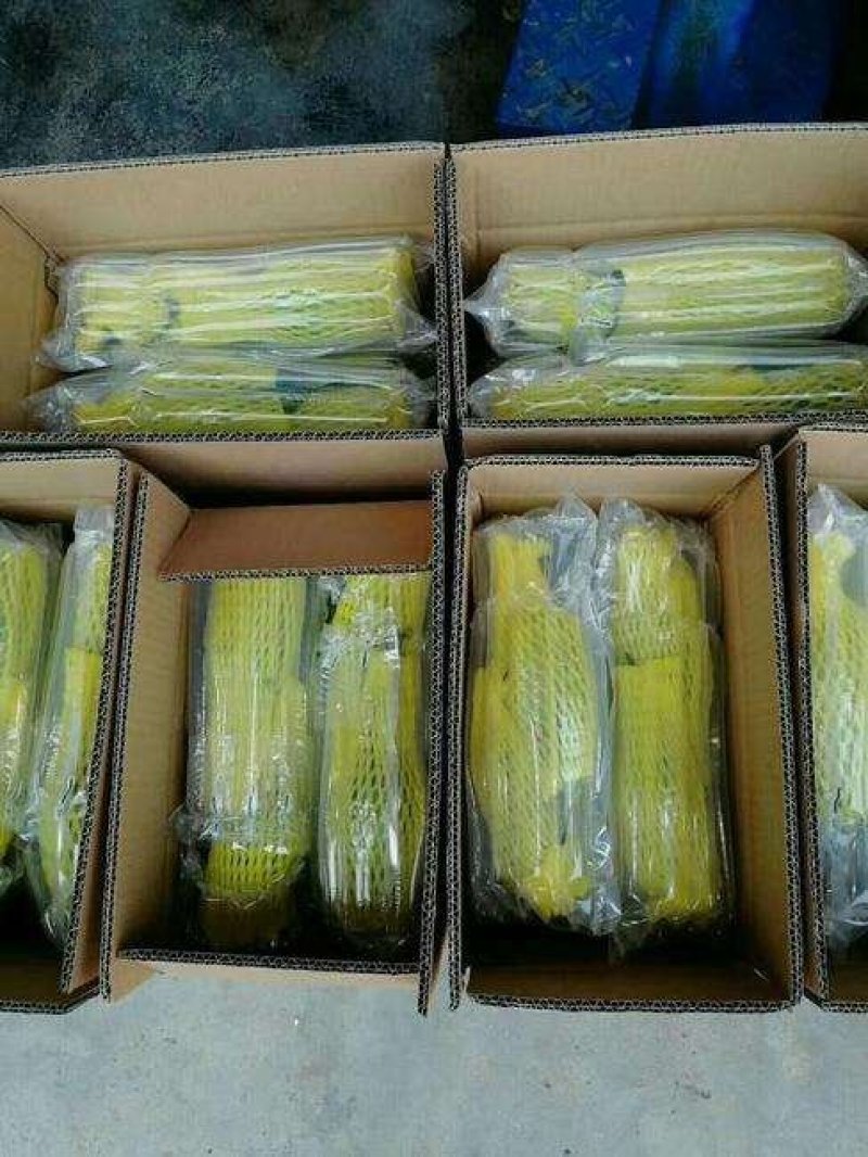 山东莘县博洋甜瓜大量上市，专业对接商超、电商，市场批发