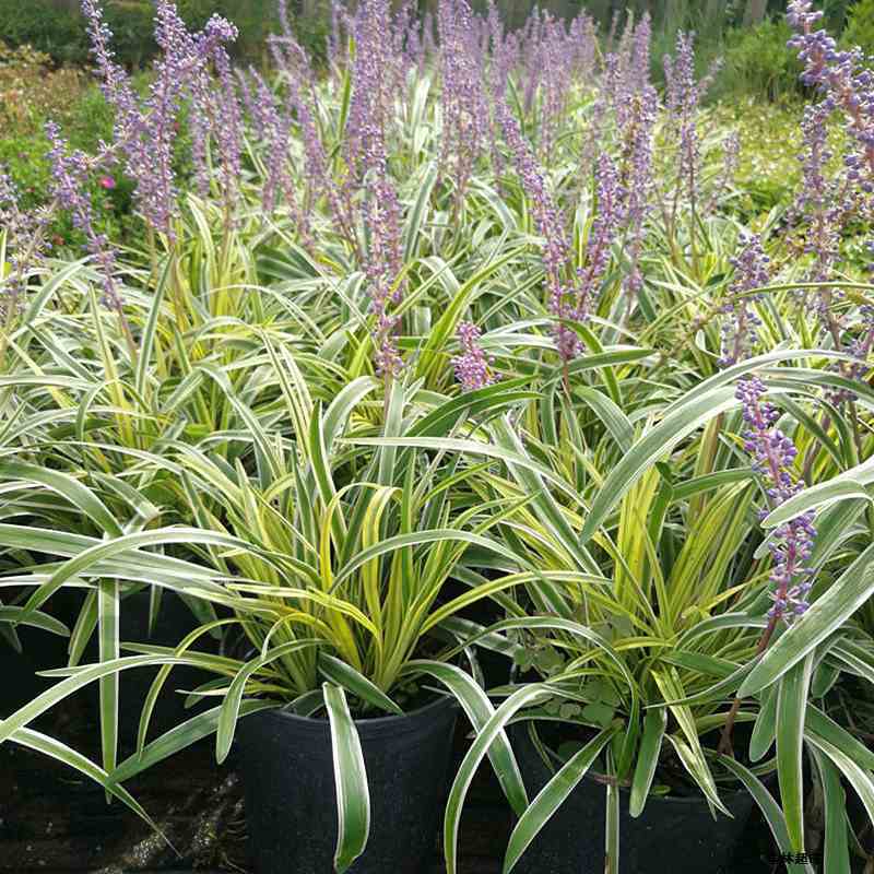 金边麦冬苗多年生宿根地被植物别墅庭院花坛沿阶草假山旁绿化