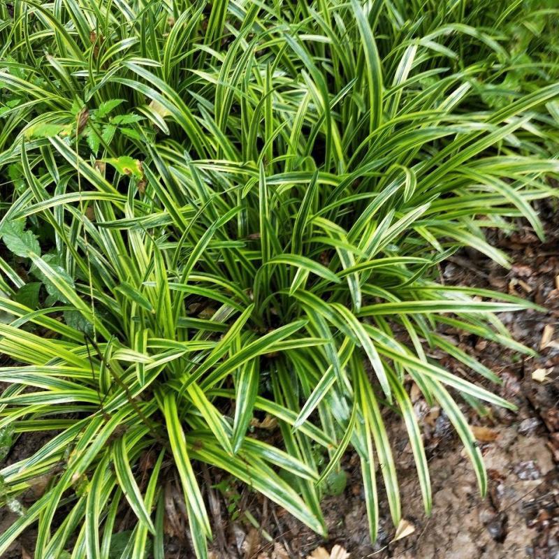 金边麦冬苗多年生宿根地被植物别墅庭院花坛沿阶草假山旁绿化