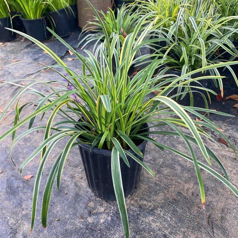 金边麦冬苗多年生宿根地被植物别墅庭院花坛沿阶草假山旁绿化