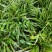 金边麦冬苗多年生宿根地被植物别墅庭院花坛沿阶草假山旁绿化