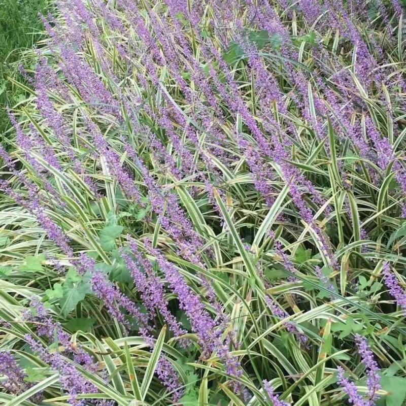 金边麦冬苗多年生宿根地被植物别墅庭院花坛沿阶草假山旁绿化