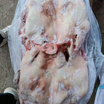 猪头