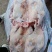 猪头