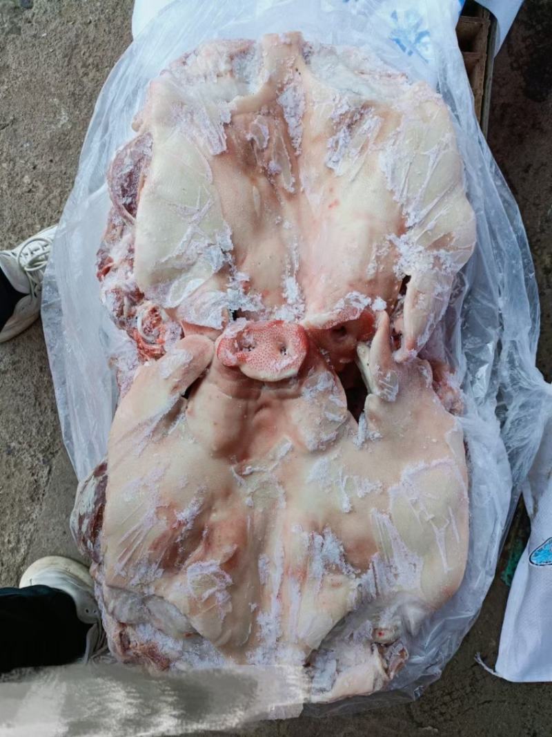 猪头