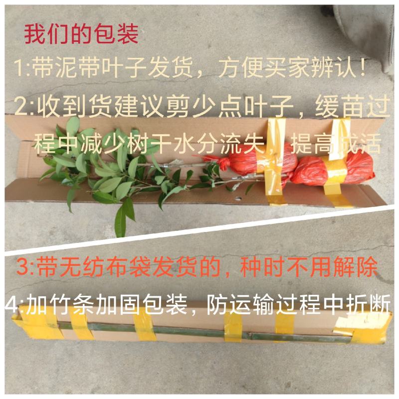 东莞冰荔枝嫁接苗包正宗带泥带叶子发货