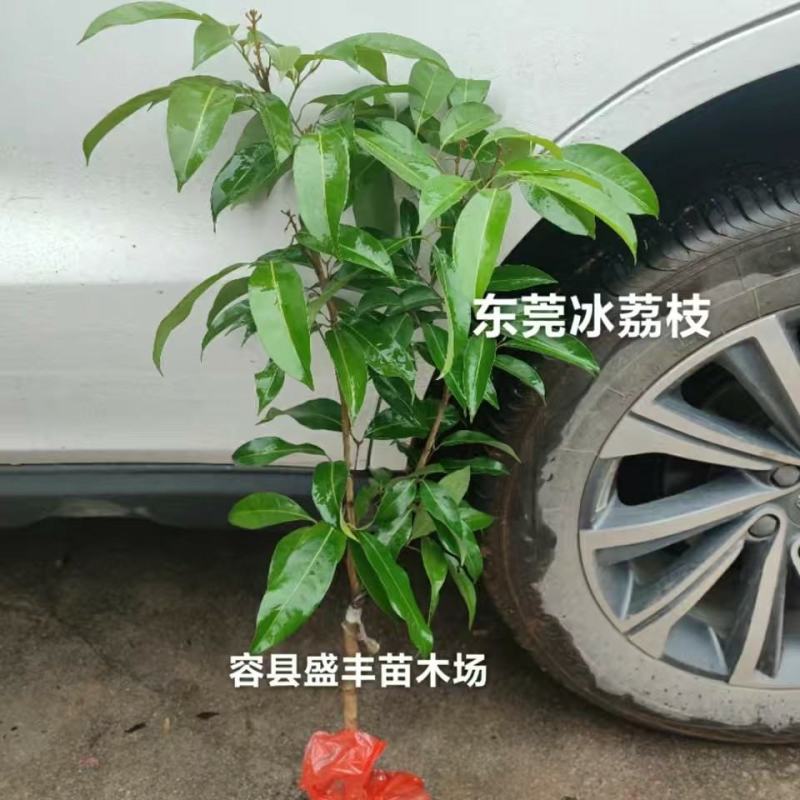 东莞冰荔枝嫁接苗包正宗带泥带叶子发货