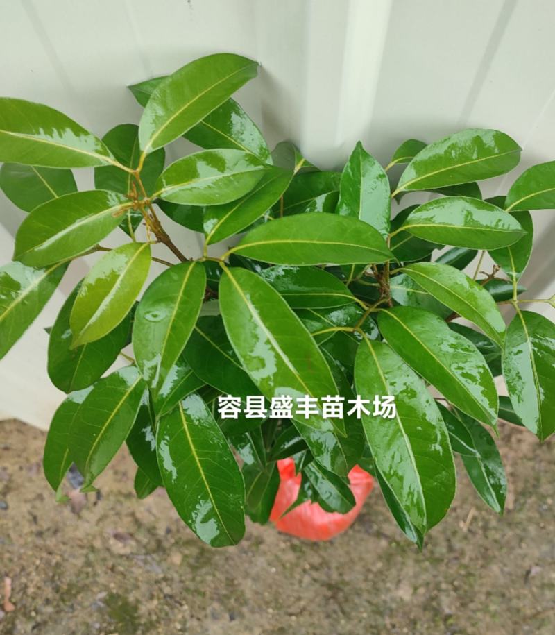 东莞冰荔枝嫁接苗包正宗带泥带叶子发货