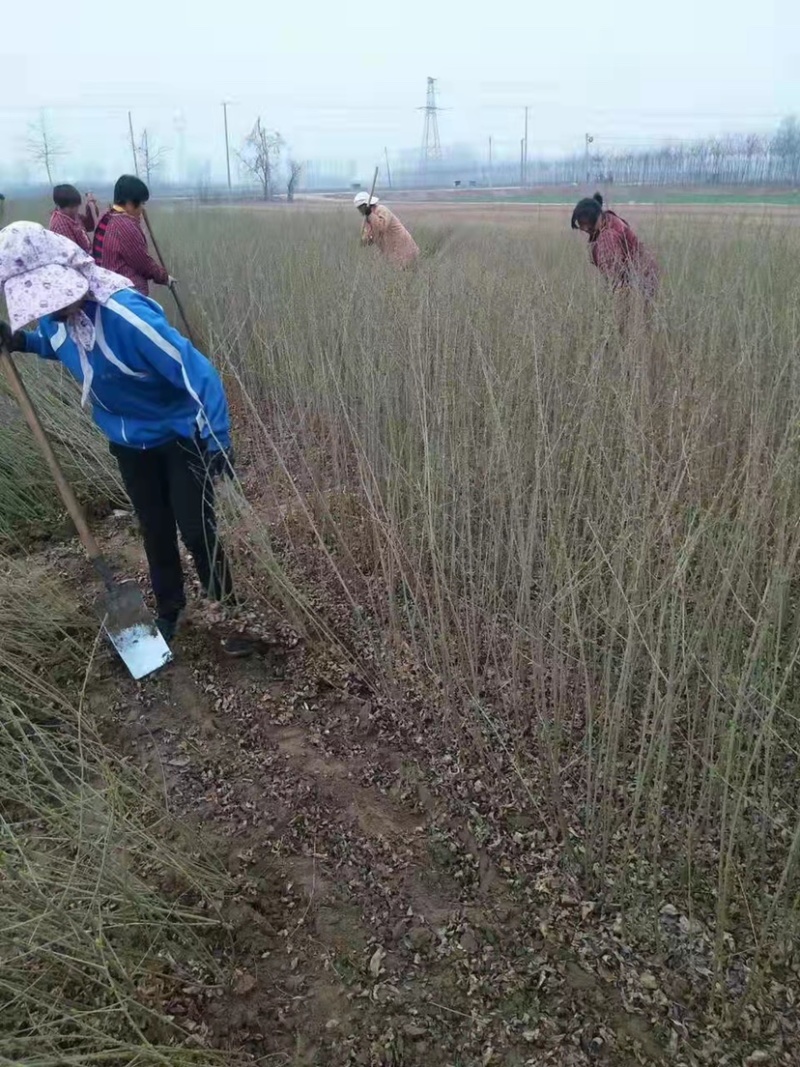 绿叶水蜡高度40公分50公分60公分2-5分枝
