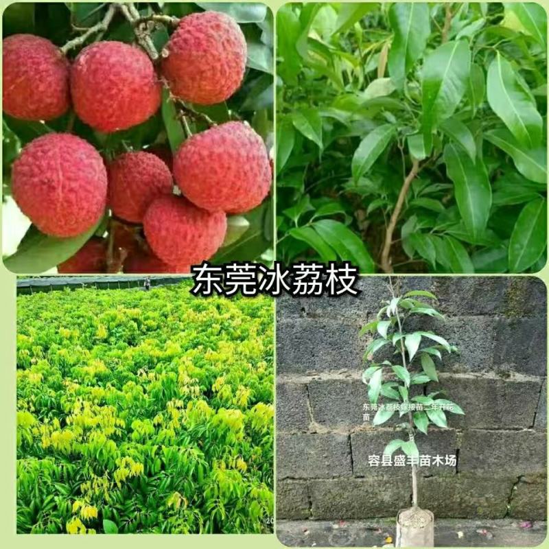 东莞冰荔枝嫁接苗包正宗带泥带叶子发货