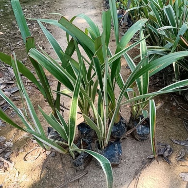 山菅兰山兰喜光照室内外庭院植物春夏会开花盆栽绿植星河