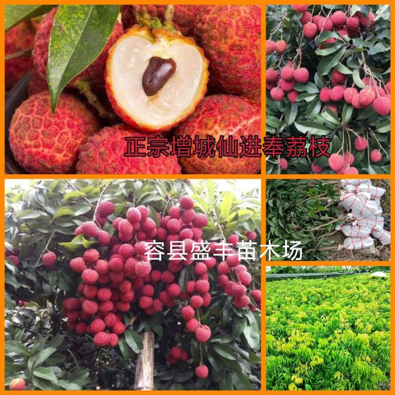 正宗增城仙进奉荔枝嫁接苗新品种包正宗