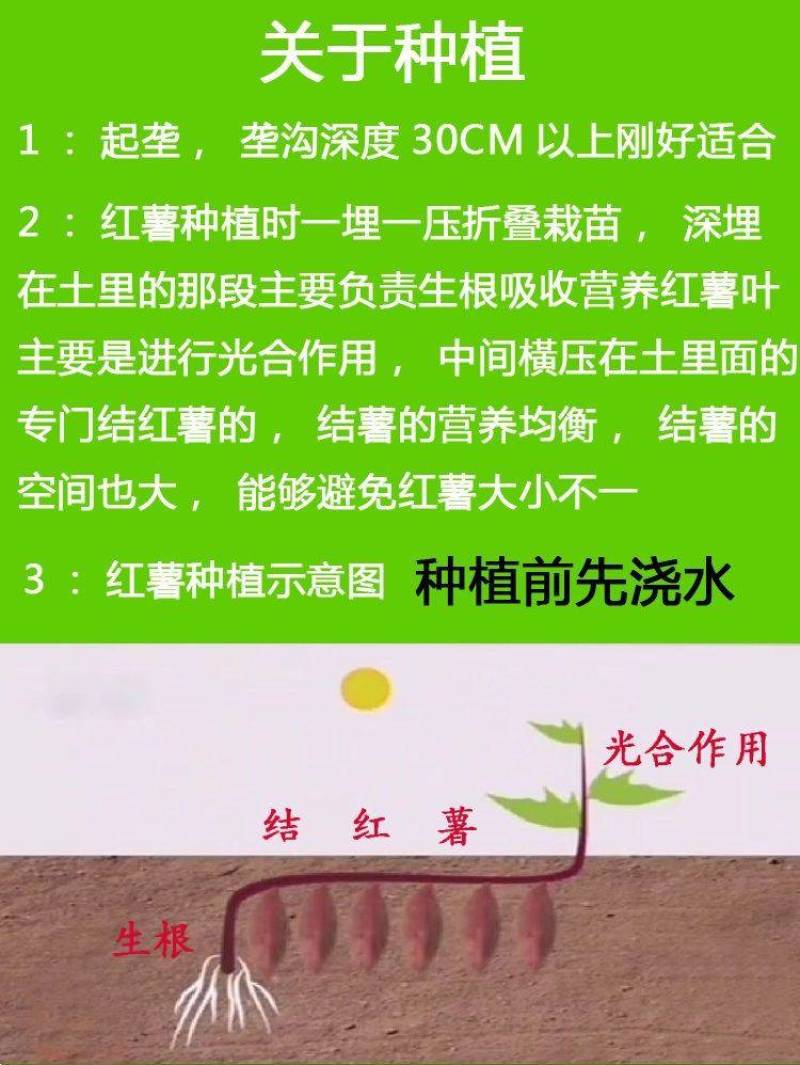 秦薯5号红薯苗15~25cm秦薯8号，西瓜红红薯苗紫薯