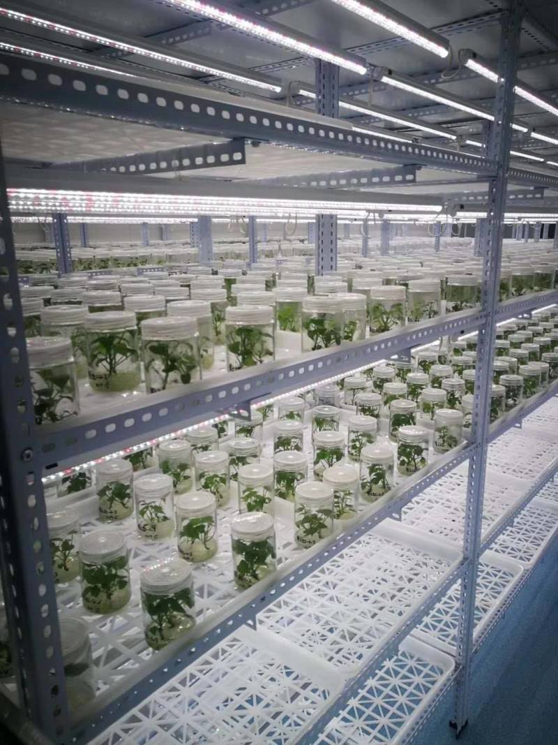 秦薯5号红薯苗15~25cm秦薯8号，西瓜红红薯苗紫薯