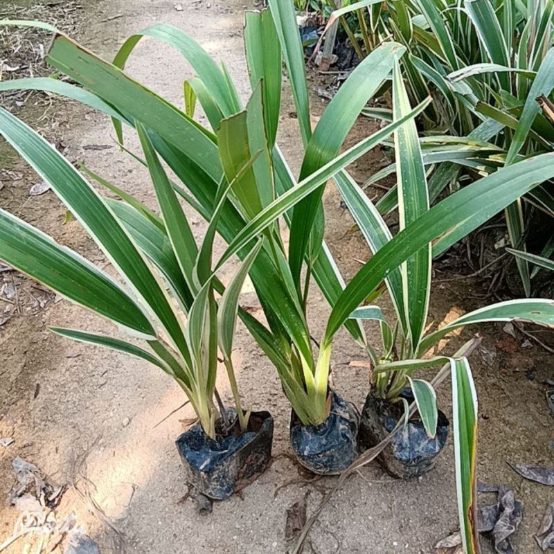 山菅兰山兰喜光照室内外庭院植物春夏会开花盆栽绿植星河