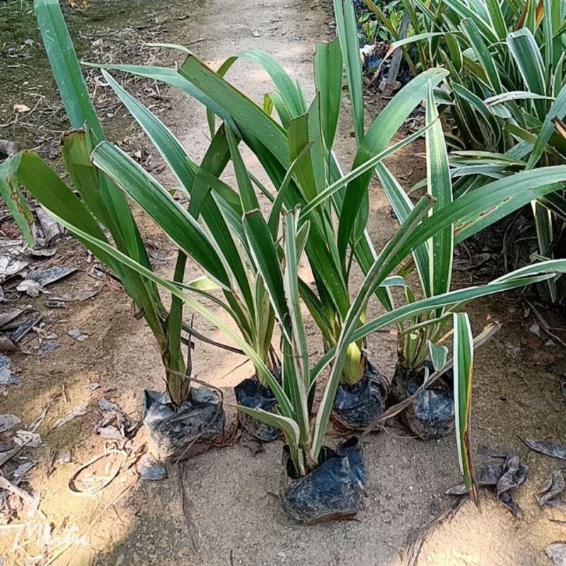 山菅兰山兰喜光照室内外庭院植物春夏会开花盆栽绿植星河