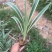 山菅兰山兰喜光照室内外庭院植物春夏会开花盆栽绿植星河
