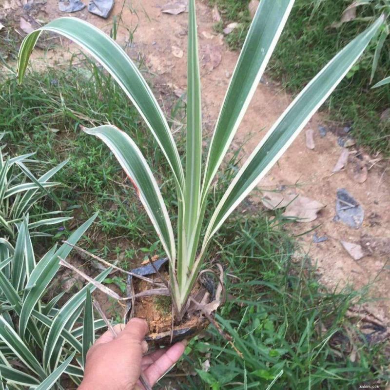 山菅兰山兰喜光照室内外庭院植物春夏会开花盆栽绿植星河