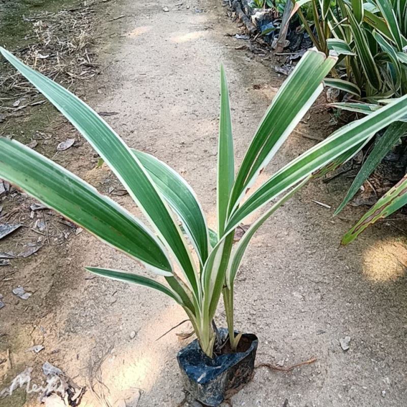 山菅兰山兰喜光照室内外庭院植物春夏会开花盆栽绿植星河