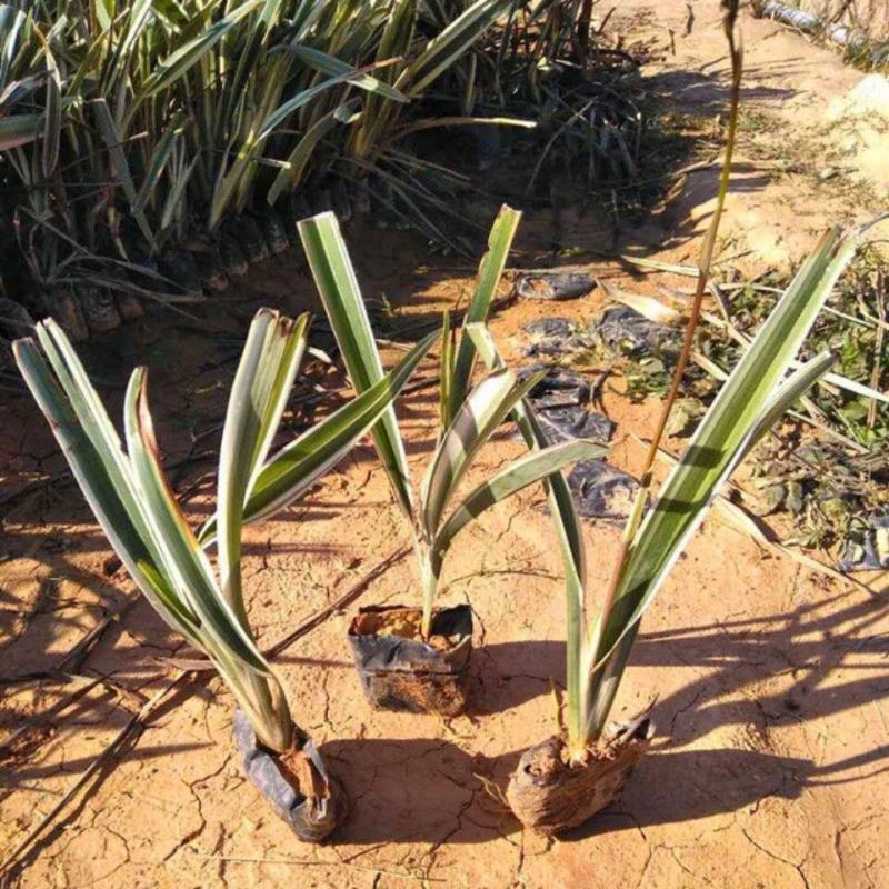 山菅兰山兰喜光照室内外庭院植物春夏会开花盆栽绿植星河