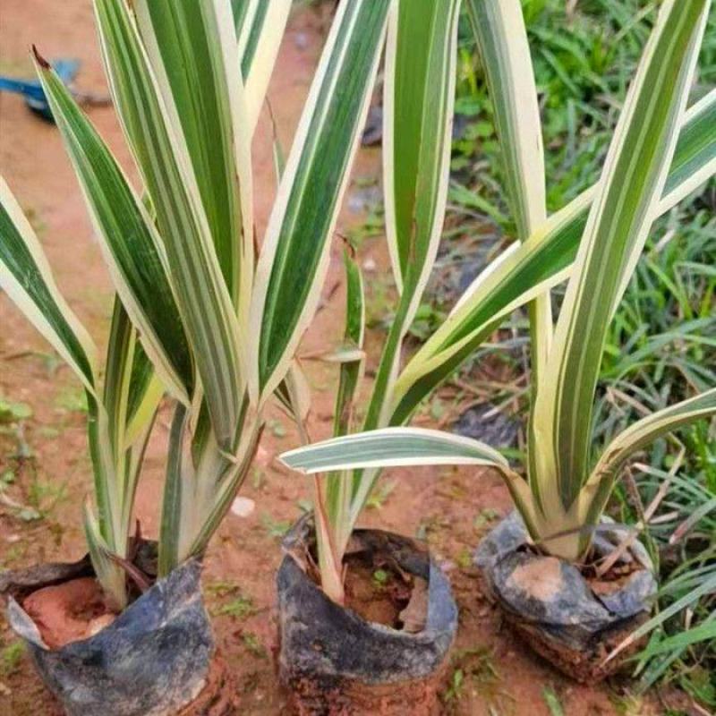 山菅兰山兰喜光照室内外庭院植物春夏会开花盆栽绿植星河