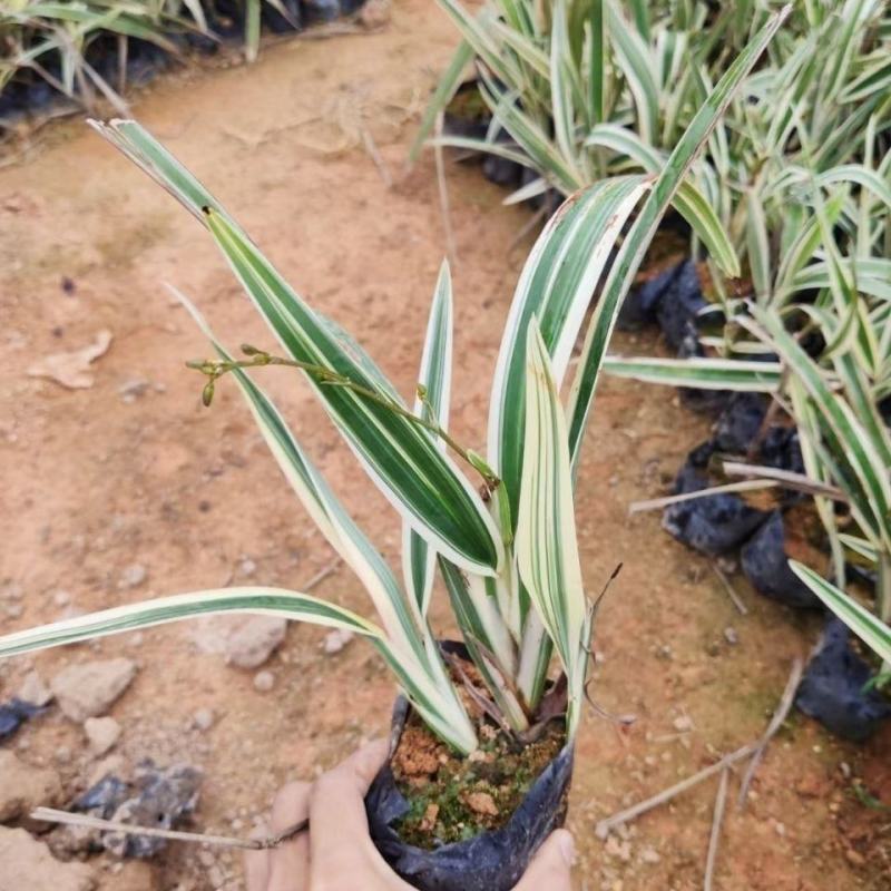 山菅兰山兰喜光照室内外庭院植物春夏会开花盆栽绿植星河