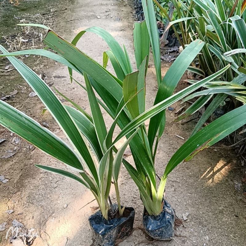 山菅兰山兰喜光照室内外庭院植物春夏会开花盆栽绿植星河