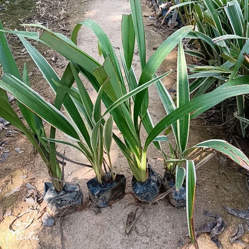 山菅兰山兰喜光照室内外庭院植物春夏会开花盆栽绿植星河