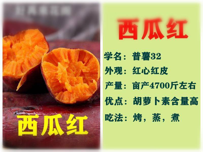 秦薯5号红薯苗15~25cm