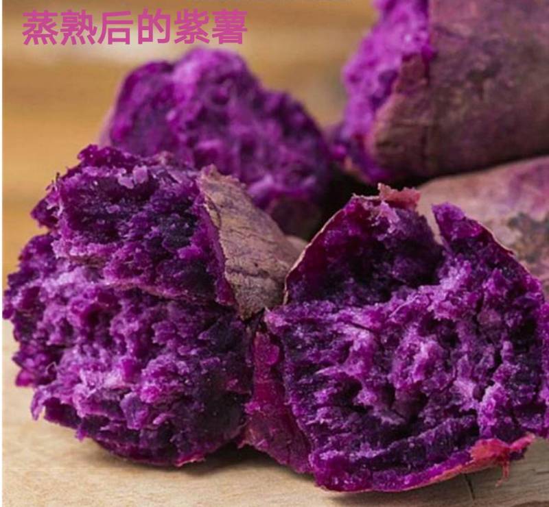 秦薯5号红薯苗15~25cm