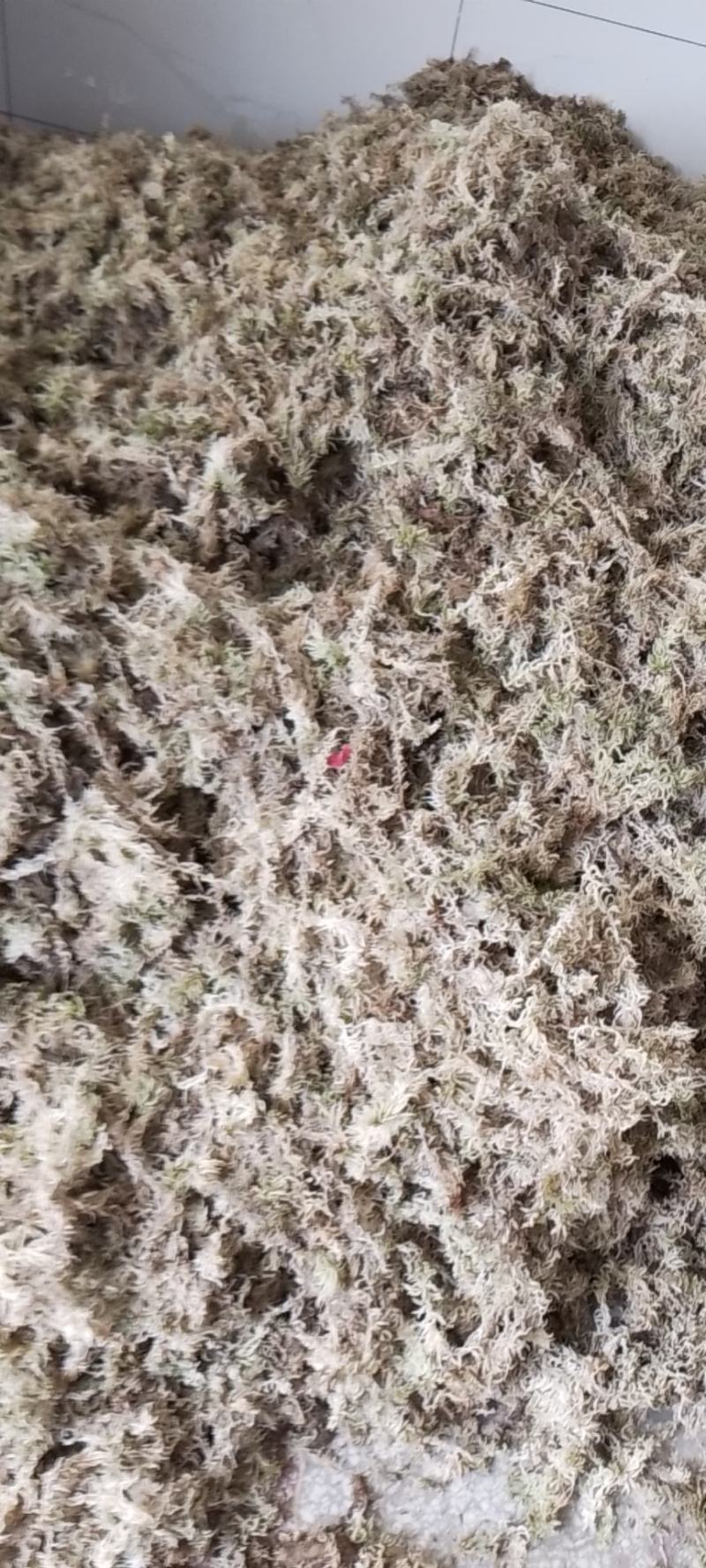 水苔（兰花专业种植用水苔）