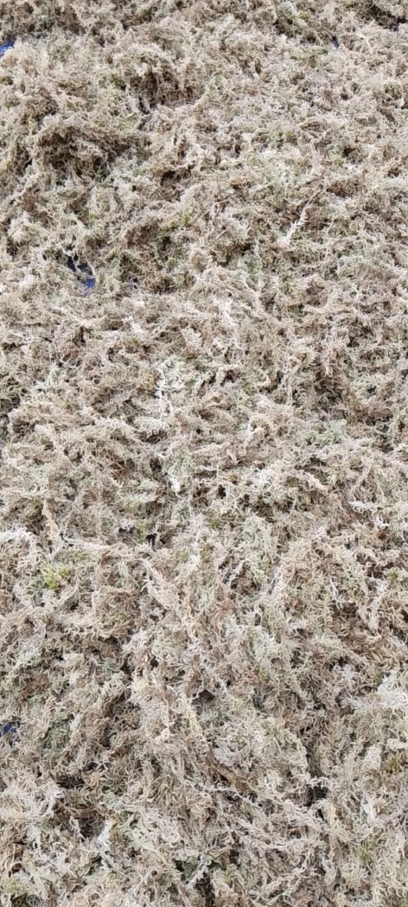 水苔（兰花专业种植用水苔）