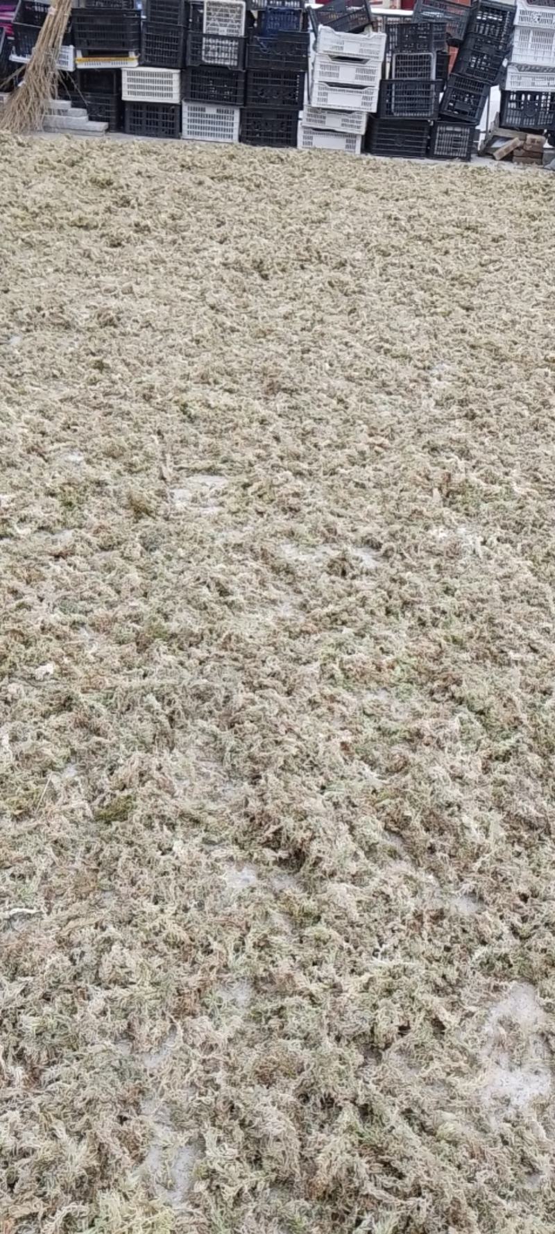 水苔（兰花专业种植用水苔）
