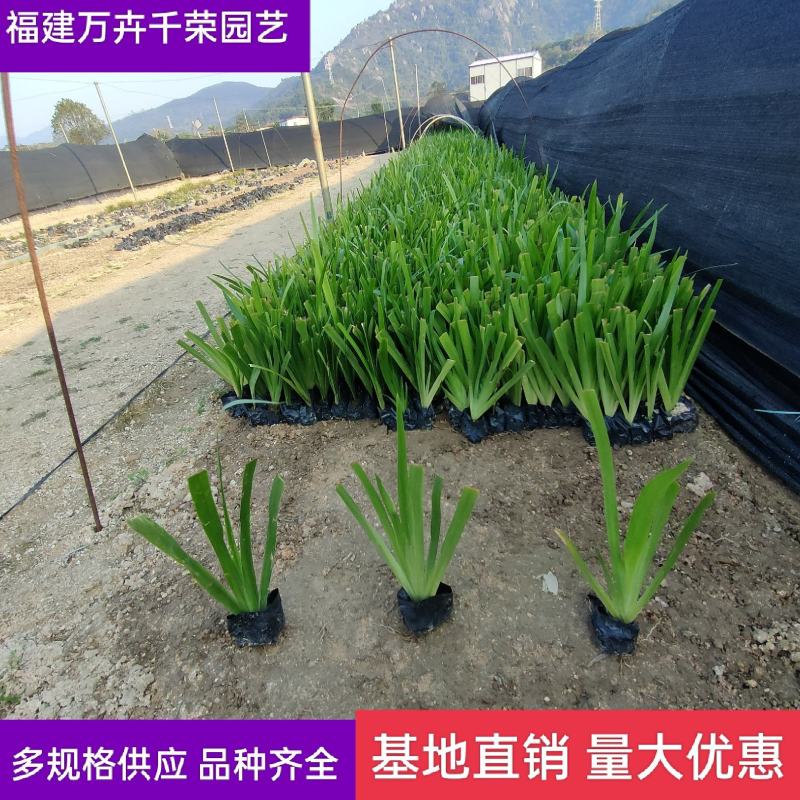 鸢尾鸢尾批发燕尾水生植物绿化地被