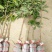 正宗增城仙进奉荔枝嫁接苗新品种包正宗