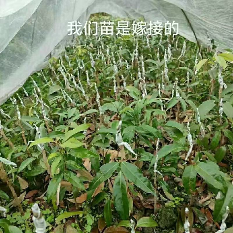 正宗增城仙进奉荔枝嫁接苗新品种包正宗