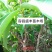 正宗增城仙进奉荔枝嫁接苗新品种包正宗
