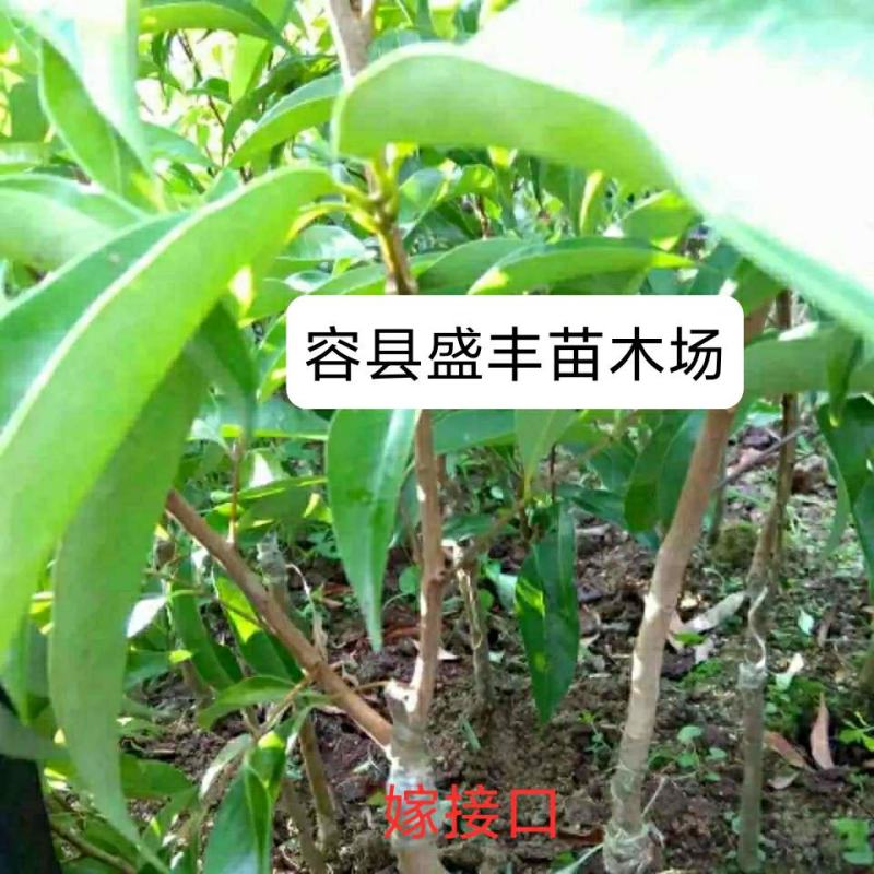 正宗增城仙进奉荔枝嫁接苗新品种包正宗
