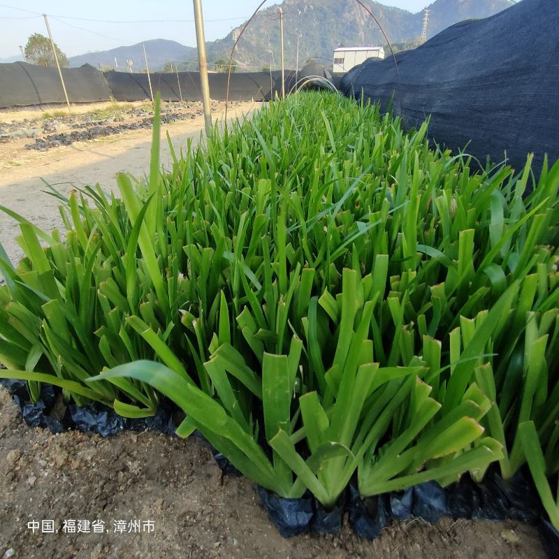 鸢尾鸢尾批发燕尾水生植物绿化地被