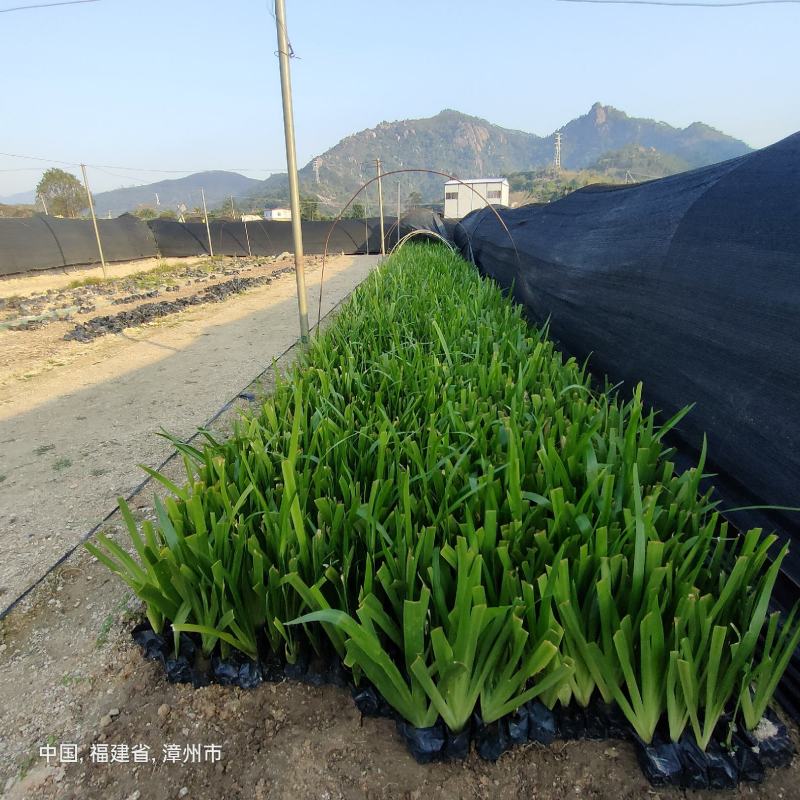 鸢尾鸢尾批发燕尾水生植物绿化地被