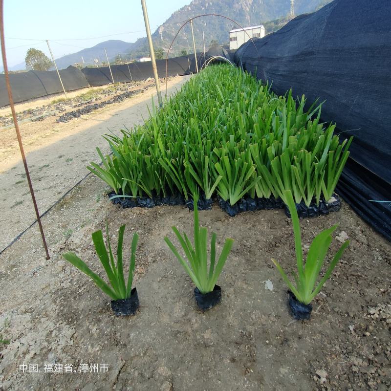 鸢尾鸢尾批发燕尾水生植物绿化地被