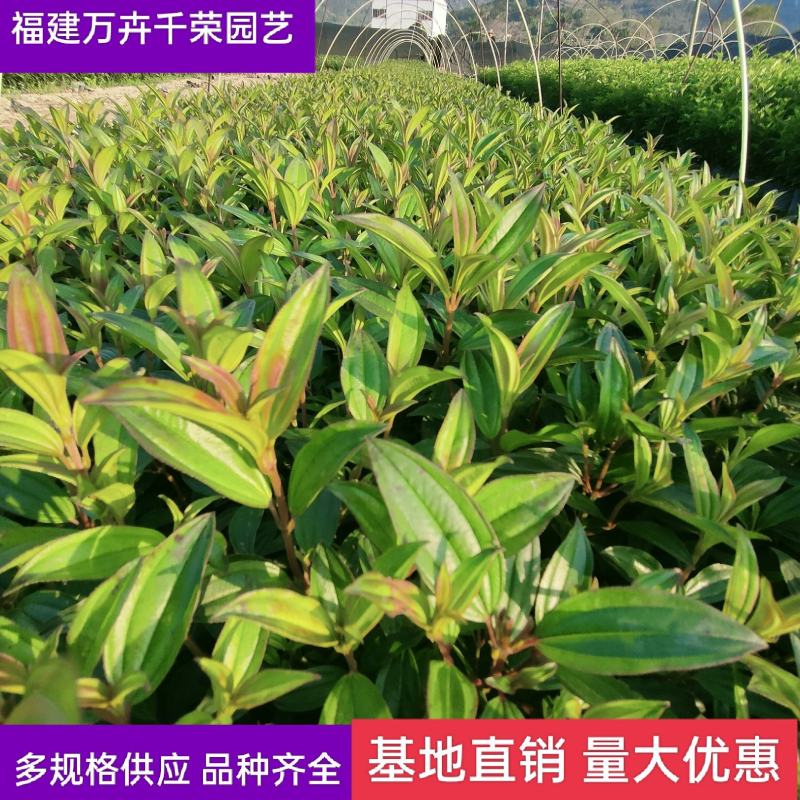 巴西野牡丹漳州批发野牡丹袋苗龙岩批发野牡丹
