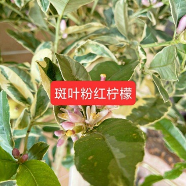 斑叶粉红柠檬树苗嫁接苗包正宗带叶子发货